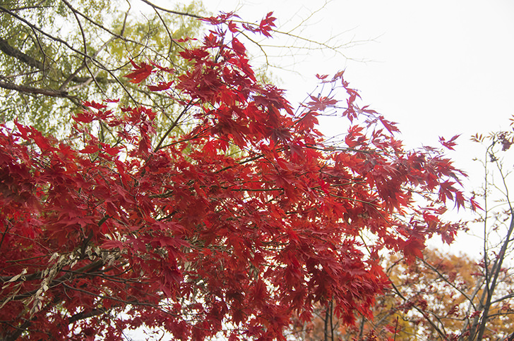 2019.10.12 中島公園01