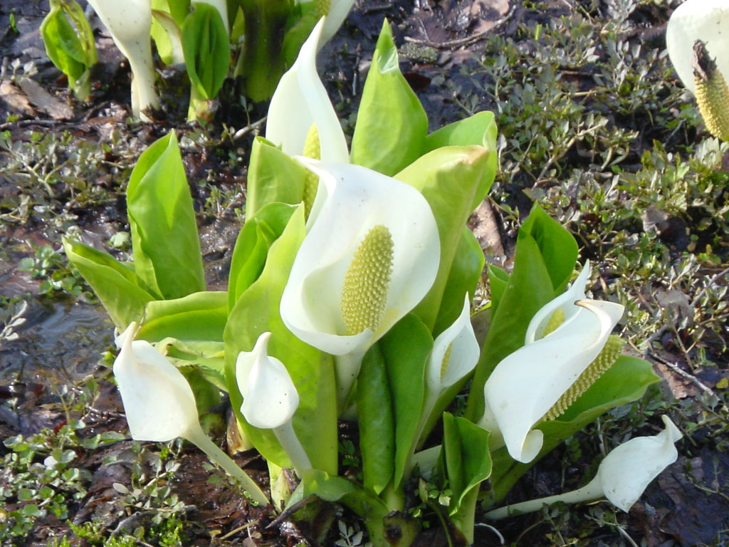 2020.04.15 北邦野草園