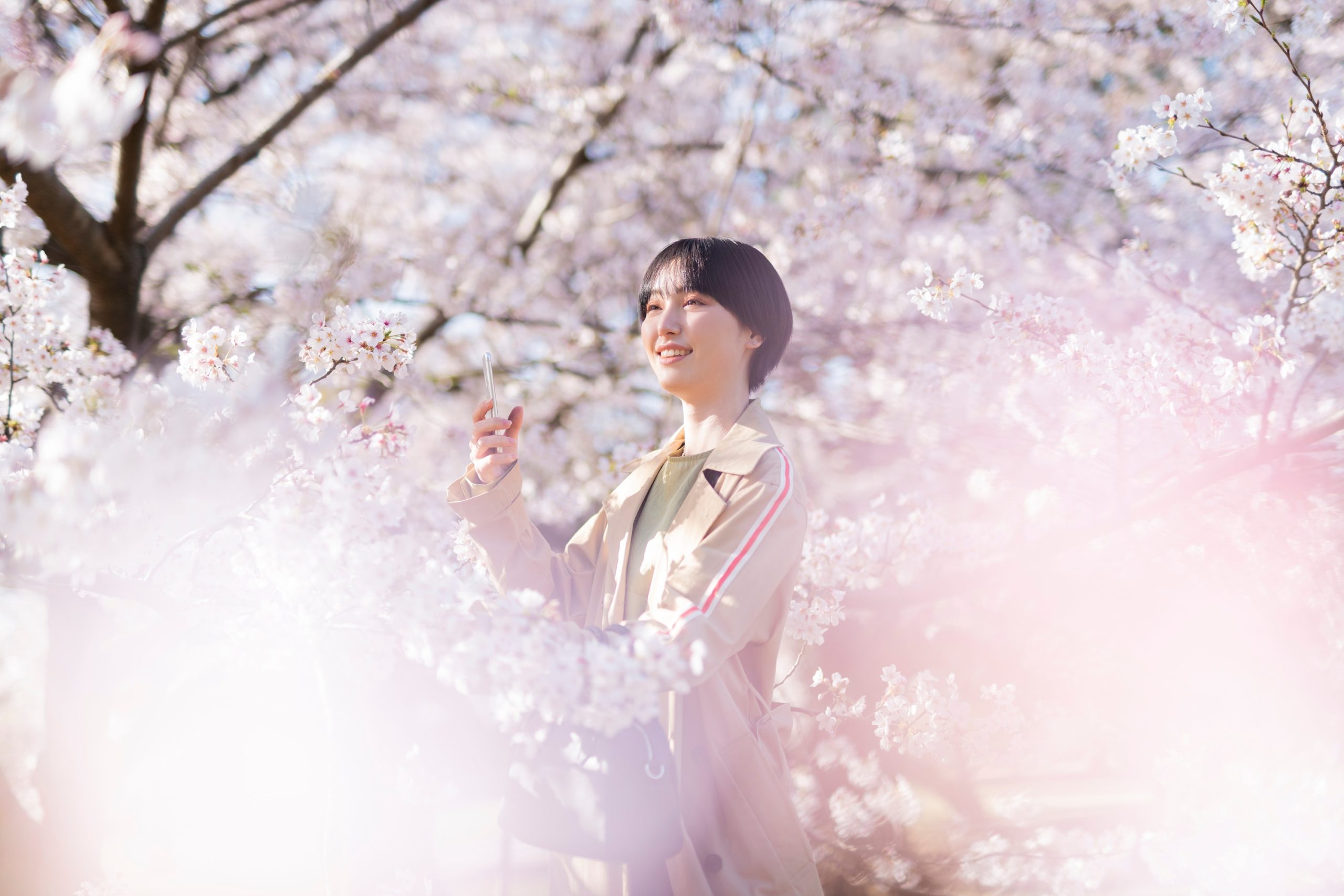2025.04.15 桜おすすめスポット01